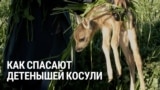 В Чехии волонтеры спасают детенышей животных во время покоса и уборки урожая. Вот как это происходит